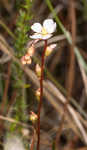 Pink sundew